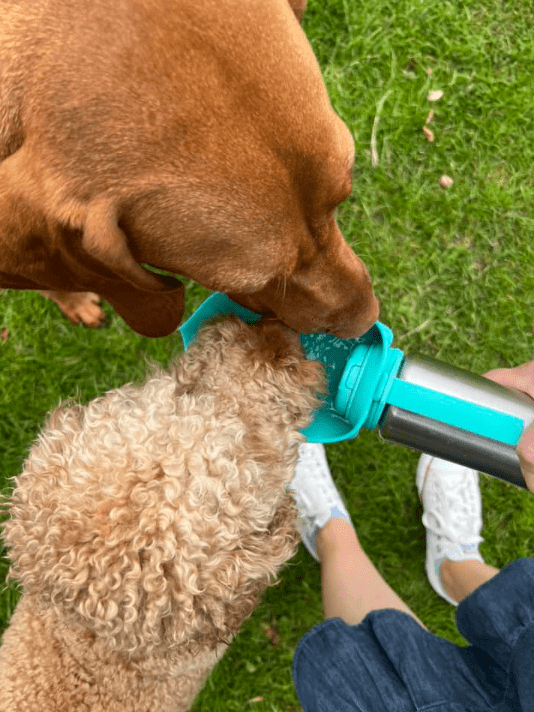 Screenshot 2024-06-24 161512 Dog Walking