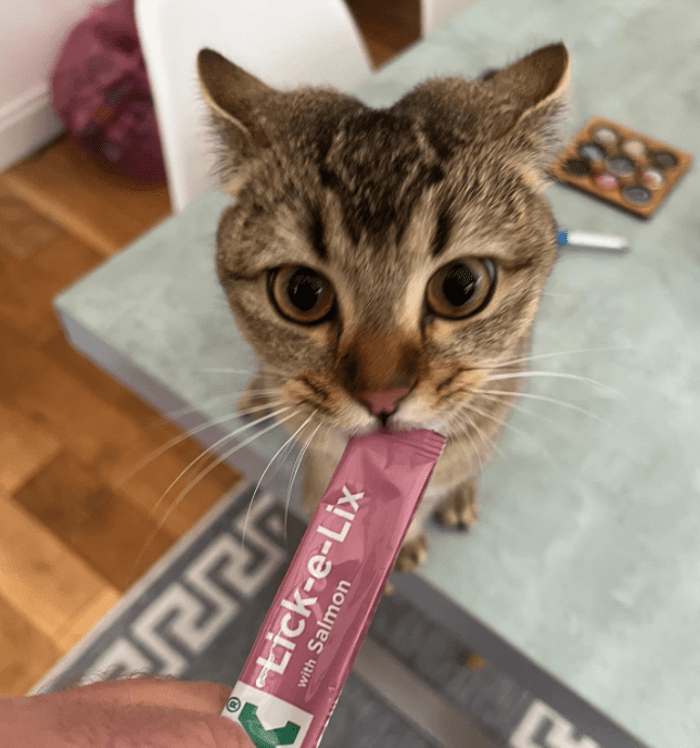 Screenshot 2024-06-24 163145 Pet Home Visits