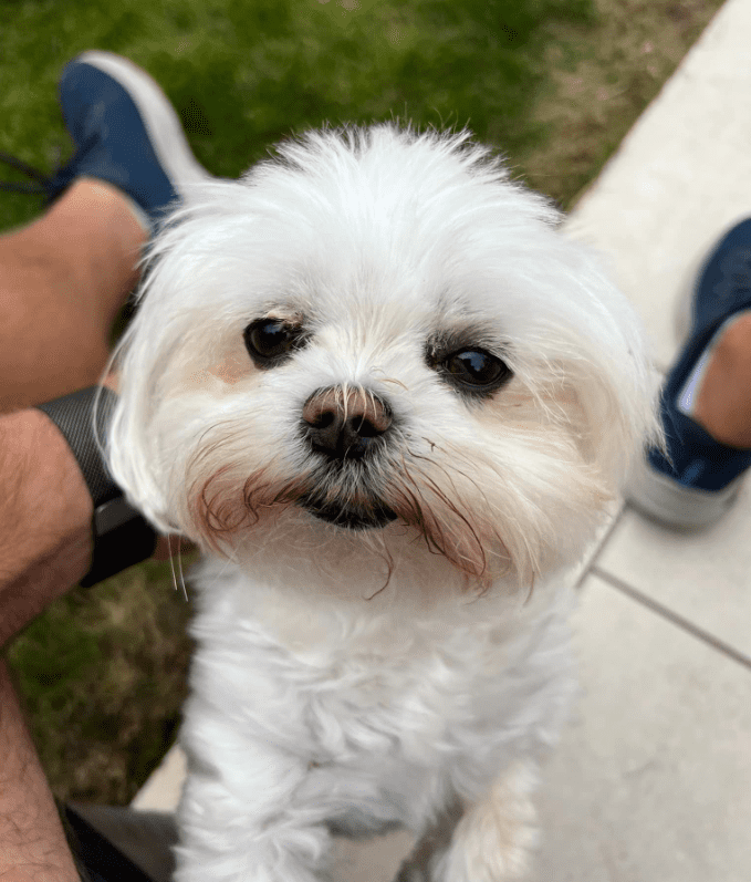 Screenshot 2024-06-24 163837 Pricing and T&Cs